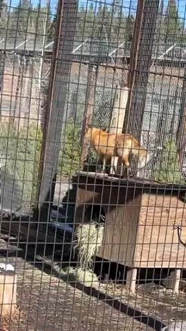The video shows a red fox in an enclosure made of chain-link fencing. The enclosure contains a small wooden structure with hay and two tree stumps with snow on them. The fox walks across the wooden structure and then down to the ground. The area outside the enclosure is wooded.