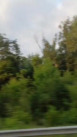 The video shows a blurred view of trees and foliage from a moving vehicle. The sky is cloudy and overcast. A silver guardrail is visible at the bottom of the frame, indicating the perspective is from a road or highway. The trees are lush and green, suggesting a temperate climate. The motion blur indicates the video was captured while the vehicle was in motion.