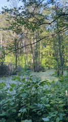 Witness documents swamp ecosystem and tree cutting activity
