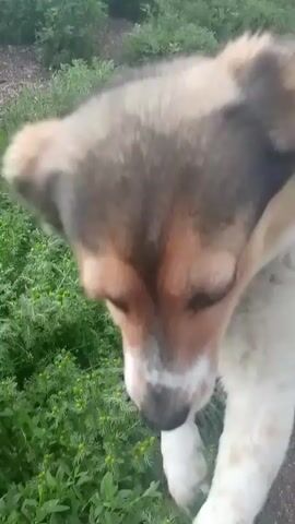 A dog with tan and black fur sniffs the ground in a grassy area. It then looks up at the camera, sticking its tongue out. The dog appears to be on a leash, with a chain collar visible around its neck. The background consists of green foliage and a dirt path.
