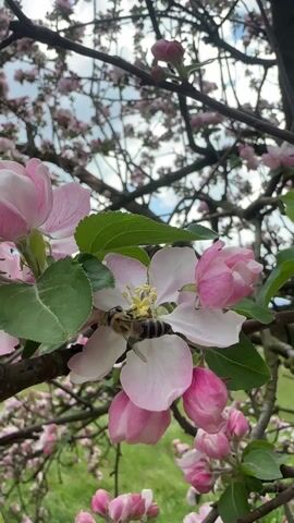 The video shows a close-up view of a bee gathering pollen from a pink and white apple blossom. The bee is on the flower's yellow stamen, covered in pollen. The blossom is surrounded by green leaves and other pink blossoms and buds on the tree branches. The tree branches are dark brown, and the sky is visible in the background through the branches. The focus is on the bee and the immediate blossom. The background suggests a sunny, spring day.