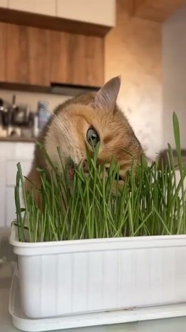 Here is a detailed description of the video:

The video shows a ginger-colored cat with green eyes munching on a tray of tall green grass. The cat’s face is partially obscured by the grass as it leans into the tray to eat. The grass is growing in a white plastic tray. The background features a kitchen with light wood cabinets and a countertop with miscellaneous items. The lighting in the room appears natural.