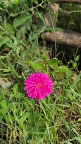 A close-up shot focuses on a single, vibrant pink flower blooming in a grassy area. The flower has numerous delicate petals arranged in a dense, circular pattern. A small, light-colored snail is visible on one of the petals. As the video progresses, a small, dark insect, possibly a bee or fly, lands on the flower and appears to be interacting with it. The background consists of green grass, foliage, and a blurred wooden object, suggesting an outdoor, natural environment. The lighting is natural and appears to be sunlight, casting subtle shadows.