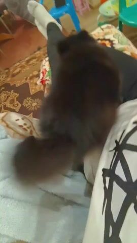 The video shows a person sitting on a patterned couch petting a small black dog. The person is wearing black pants and a light-colored sock. The dog is on the person's lap, facing away from the camera. A hand pets the dog. The room has a patterned rug, a dining table with chairs, a small blue plastic chair, and a television showing a soccer game. The room is somewhat cluttered.