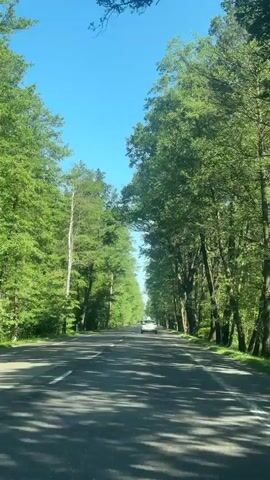 The video shows a view from a car driving on a paved road that is lined on both sides by tall, leafy green trees. The road appears to be two lanes wide, with a white line marking the center. The sun is shining brightly, casting shadows on the road from the trees. In the distance, another car can be seen driving in the same direction. The sky is clear and blue. The overall scene suggests a pleasant drive through a natural, wooded area.