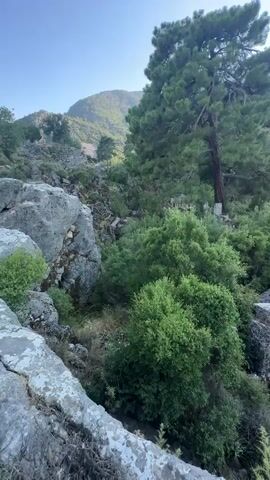 A static wide shot video shows a rocky, overgrown landscape. In the foreground, large grey rocks are visible, some covered in lichen. A tall pine tree with a thick trunk stands prominently in the middle ground, leaning to the left, with its green needles contrasting against the sky. Behind the pine tree, a cluster of large, square-shaped rocks are partially obscured by dense green foliage. The background reveals a steep, forested mountainside under a hazy sky. The overall impression is one of a natural, untamed environment, possibly in a mountainous or canyon region. There are no people or animals visible in the video.