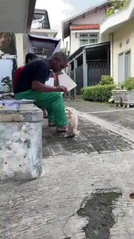 The video shows an elderly man in a black shirt and green pants sitting on a concrete ledge, playing with a small orange kitten. He holds a white piece of paper in his hand. A second man in a red shirt is sitting next to him, partially obscured. The kitten bats at the man's hand as he teases it. The scene takes place outside, on a brick-paved area in front of a house. Other houses and greenery can be seen in the background.