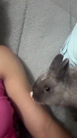 A bunny rabbit sniffs a person's arm and then turns to interact with a pillow. The bunny is gray with black ears and a small white marking on its nose. The person's arm is visible, wearing a pink shirt. The environment appears to be a couch with a gray textured blanket and a light blue pillow.