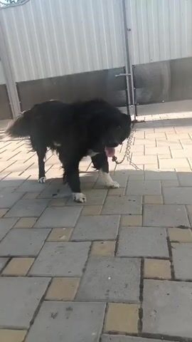 A black and white dog is on a paved area, possibly a yard or patio, with a chain around its neck. The dog is standing and looking down. Behind the dog is a fence, which appears to be made of metal panels. The sun is shining, casting shadows on the ground.