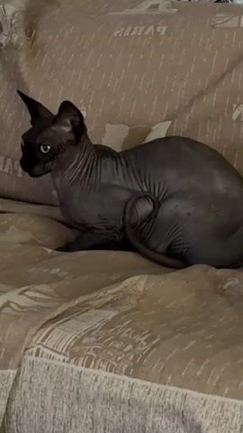 A hairless cat with dark gray skin and light green eyes sits on a brown blanket with a repeating pattern of the word "PARIS". The cat is curled with its tail wrapped around its body. The cat turns its head to look at the camera.