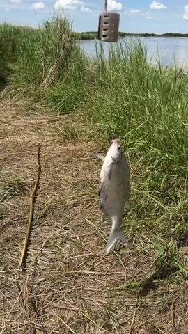 The video shows a fish hanging from a fishing line, suspended in the air above dry grass and reeds. A body of water, likely a river or lake, is visible in the background under a partly cloudy sky. A fishing rod with a weight or bait cage is also visible at the top of the frame. The fish appears to be a freshwater species. The scene is outdoors in a natural setting, likely a fishing spot.