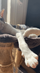 Cats rest peacefully in Barcelona home during morning hours