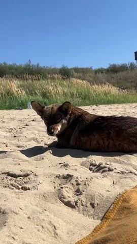 A brown and black dog is lying on the sand at a beach. The dog is facing to the left of the frame with its head turned down. Tall, dry grass is visible in the background behind the dog. The sky is clear and blue.