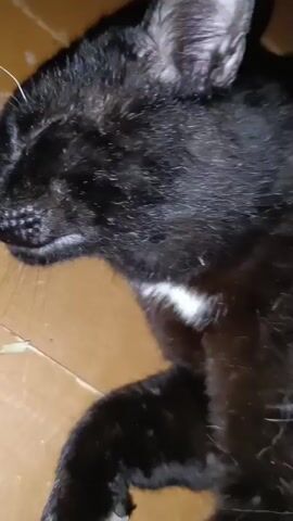 A close-up video shows a black cat lying on a light brown surface. The cat's eyes are visible and are a striking blue color. The video is shaky and the focus shifts occasionally, making it difficult to see the cat's full body. The background is blurred, but appears to be indoors.