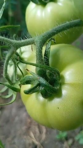 The video shows a close-up view of unripe green tomatoes growing on a plant. The camera is moving, focusing on different tomatoes and the surrounding foliage. There are some green leaves and stems visible, as well as the brown soil and some dried grass on the ground. The tomatoes appear to be on a vine supported by a wooden stake and possibly some string. In one of the shots, a small insect can be seen on one of the tomatoes.