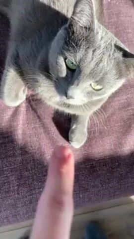 A person’s index finger touches the nose of a gray shorthair cat with green eyes. The cat is sitting on a purple blanket.
