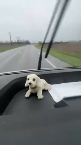 The video shows the view from the dashboard of a vehicle driving on a rural road in the rain. The windshield wipers are in motion. A small, ceramic dog figurine sits on the dashboard in front of a piece of paper. The road is asphalt with a white line down the center. Fields flank both sides of the road. The sky is overcast.
