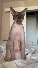 Sphynx cat yawns on bed in early morning hours