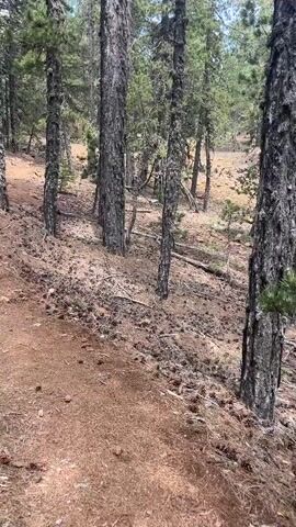 The video shows a first-person perspective of walking on a dirt path through a forest. The path is covered in pine needles and cones, and there are numerous trees on either side. The trees are tall and slender, with rough bark. Sunlight filters through the canopy, creating dappled light on the forest floor. The ground is sloped, indicating an uphill or downhill trail. The overall impression is of a natural, wooded environment.