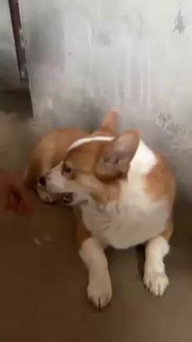 A person is petting a Corgi on the ground. The Corgi is mostly lying down and appears to be chewing at the person's hand. The dog is light orange and white. The wall behind the dog is painted light gray. The floor is cement. The hand petting the dog is light skinned and the person's sleeve appears to be blue with white stripes.