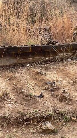 The camera looks out over a patch of dry, brown dirt littered with twigs, debris, and sparse clumps of green grass. The ground slopes slightly upwards to a short, decaying brick wall. Behind the wall is a dense patch of tall, dry grass. The scene appears to be an outdoor, neglected area, possibly on the edge of a property or in an abandoned lot. The lighting suggests a sunny day, with the overall tone of the video being stark and somewhat desolate.