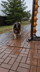 Quiet afternoon moments with dog and nature in Otchor