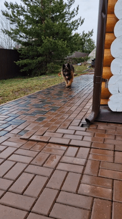 Quiet afternoon moments with dog and nature in Otchor