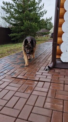Quiet afternoon moments with dog and nature in Otchor