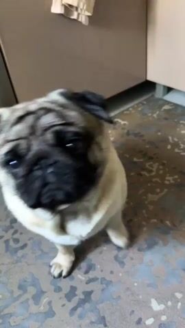 A pug is sitting on a patterned floor. Its tongue is sticking out in the first frame and then retracted in the second. The pug then lies down on the floor and then gets up, with its face close to the camera, in the final frame. The background consists of cabinetry.