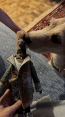 Krasnoyarsk resident documents daily life with two dogs, cat