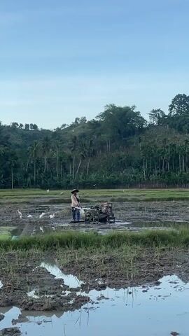 A person in a hat and jeans is operating a small tiller in a muddy rice paddy. The tiller is churning the soil, and there is water reflecting the sky. Several white birds, possibly egrets, are scattered around the paddy. In the background, there are lush green hills covered in trees, including palm trees. The sky is a pale blue, suggesting early morning or late afternoon. The overall scene depicts agricultural work in a rural, tropical environment.