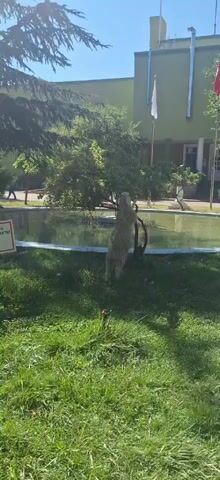 The video shows a light-colored animal, possibly a goat or sheep, standing on its hind legs and reaching up towards a tree in an outdoor setting. The animal is facing away from the camera. Behind the animal is a pond or pool of water surrounded by a low white barrier. A building with green siding and a white flag is visible in the background. The ground in the foreground is covered in green grass, and there is a small red object, possibly a flower, in the grass. Trees and foliage are present throughout the scene. The sky is clear and blue, indicating daylight. The video appears to be a short clip, with no significant changes in the scene over the brief duration.