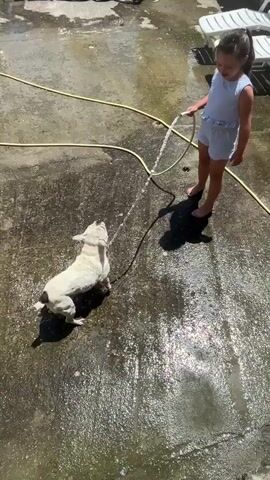 A young girl, wearing a light blue outfit, stands on a wet concrete patio, holding a yellow hose. She is spraying water. A white French bulldog is on the patio, looking up at the water. The dog is wet and appears to be playing with the water spray. The patio is surrounded by a fence and some outdoor furniture. The sun is shining, creating shadows on the patio.