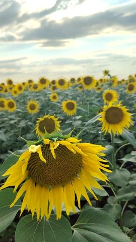 The video shows a field of sunflowers with a cloudy sky. The sunflowers are yellow and have green leaves. The sky is partly cloudy with some sunlight. The camera is moving slowly through the field, showing different angles of the sunflowers and the sky.