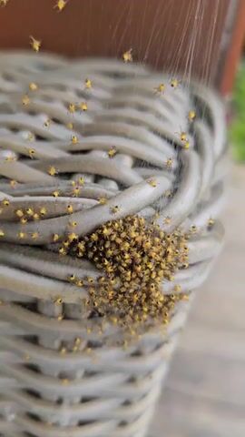 A close-up, static shot shows a cluster of tiny, yellow baby spiders on the woven surface of a grey basket. The spiders are densely packed together, with some individuals venturing out onto individual strands of webbing. The webbing is visible throughout the frame, particularly in the upper portion of the shot where individual spiders are suspended in mid-air. The background is out of focus, showing muted brown and green tones, suggesting an outdoor environment.