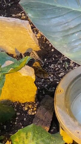 A high-angle shot shows two butterflies nestled on a patch of ground composed of dirt and small stones. One butterfly has brown wings with several eye-like patterns, while the other has a vibrant blue wing. The butterflies are situated next to a yellow rock and fragments of green and white material, possibly simulating vegetation. Adjacent to the butterflies is a round metal object, likely a part of the exhibit's infrastructure.