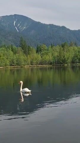 A swan swims on a calm lake. Behind the lake is a line of trees, and behind the trees is a mountain. The sky is overcast.