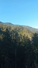 Sunny morning in Bulgaria's pine-covered Rhodope highlands