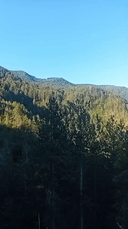 Sunny morning in Bulgaria's pine-covered Rhodope highlands