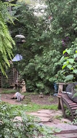 The video shows a backyard scene with lush green trees and plants. In the foreground, there is a stone pathway with some patchy grass and a wet appearance, suggesting recent rain or sprinklers. To the left, a large fern frond hangs into the frame, partially obscuring a wooden lattice fence. In the middle ground, a bird feeder hangs from a pole, with a decorative umbrella-like cover. Several birds are perched on the feeder. Below the feeder, there are two garden statues, one of a robed figure and another of a blue-clad figure. A grey squirrel is visible near the base of the robed statue, appearing to interact with the ground. Further to the right, another smaller squirrel is also present on the ground. A wooden bench with a dark, circular object on it is situated on the right side of the frame. The overall atmosphere is calm and natural, with evidence of wildlife activity.