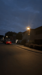 Dusk drive through Krefeld streets, with a roadside wildflower detour