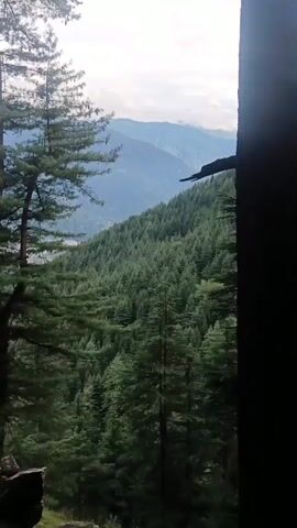 A slow-panning video shows a forest hillside. The camera starts by panning across a dense forest of evergreen trees. In the distance, a valley with a small town is visible. The camera then pans to the left, focusing on the trees and a rocky outcrop. The video ends by panning across more trees, with the town still visible in the background. The lighting suggests it is daytime, possibly overcast. There are no people visible in the video.