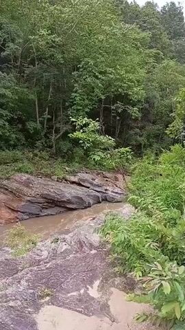 The video captures a flowing river in a forested environment. The river has muddy water and runs over rocky terrain. Trees and dense foliage surround the river, creating a natural, wild landscape. The camera is positioned at an elevated angle, overlooking the river and the surrounding greenery. The lighting suggests an overcast day or dense canopy cover.