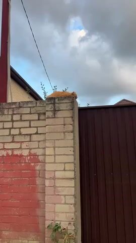 An orange cat rests on top of a brick pillar. The pillar is part of a fence with a brown metal gate to the right. The sky is cloudy.
