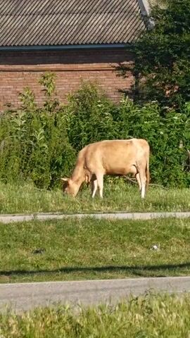 A light brown cow grazes on a grassy area next to a paved surface and green bushes. Behind the bushes is a brick building with a grey roof. The cow is facing left and its head is down, indicating it is eating. The lighting suggests it is daytime.