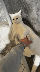 White cat plays with owner's hand in Burgas home