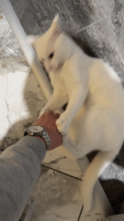 White cat plays with owner's hand in Burgas home
