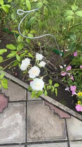A video shows a close-up view of a bush with white roses and green leaves. The roses are in various stages of bloom, with some fully open and others still buds. The leaves are a deep green color and appear healthy. The bush is situated in a garden setting, with dirt and small pink flowers visible in the background. The foreground is a paved area made of interlocking concrete tiles with a decorative pattern. A thin metal wire, possibly part of a garden trellis or support, is visible arching over the roses. The lighting suggests it is daytime.