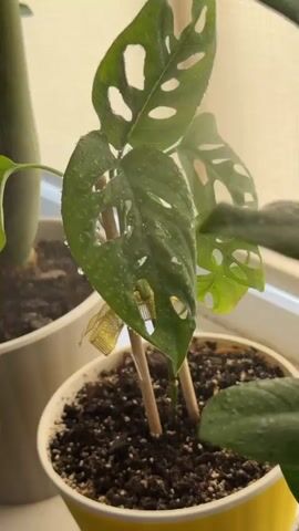 The video shows a close-up of a potted Monstera Adansonii plant with holes in its leaves. The plant is in a yellow pot filled with dark soil. Two wooden stakes are supporting the plant. The leaves are wet, with small water droplets visible on them. The background is blurred, but appears to be a windowsill with a diffused light source, possibly a curtain or blinds. Another potted plant is partially visible to the left of the frame. The video captures a brief moment, with no discernible action or interaction occurring.