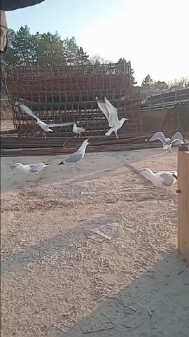 The video shows a group of seagulls on a sandy ground near a construction site on a bright day. There are at least six seagulls visible, some walking around and others taking off in flight. In the background, there's a large metal structure, possibly rebar, stacked and arranged in a grid-like pattern. Various construction materials, including pipes and wooden planks, are scattered around the area. A construction crane is visible in the distance against a clear blue sky. The camera moves around a bit, but mainly focuses on the seagulls as they move about their business. There are faint tire tracks in the sand where the seagulls are walking. A person wearing dark clothing briefly enters the frame at times, but they don't interact with the seagulls.
